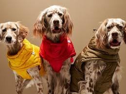 dog sweaters